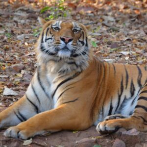 Tigers of Ranthambore