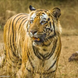 Wildlife of Central India