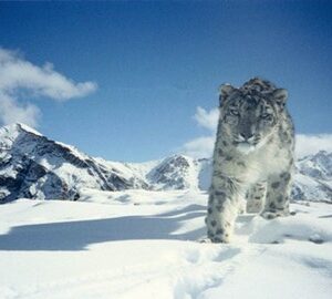 Activities & Experiences in Leh Ladakh