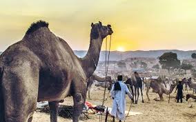 Pushkar Fair